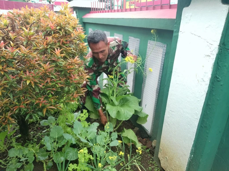 Kebun Mini Koramil 2408 Ciparay, Kab.Bandung Implementasi Program Ketahanan Pangan Presiden
