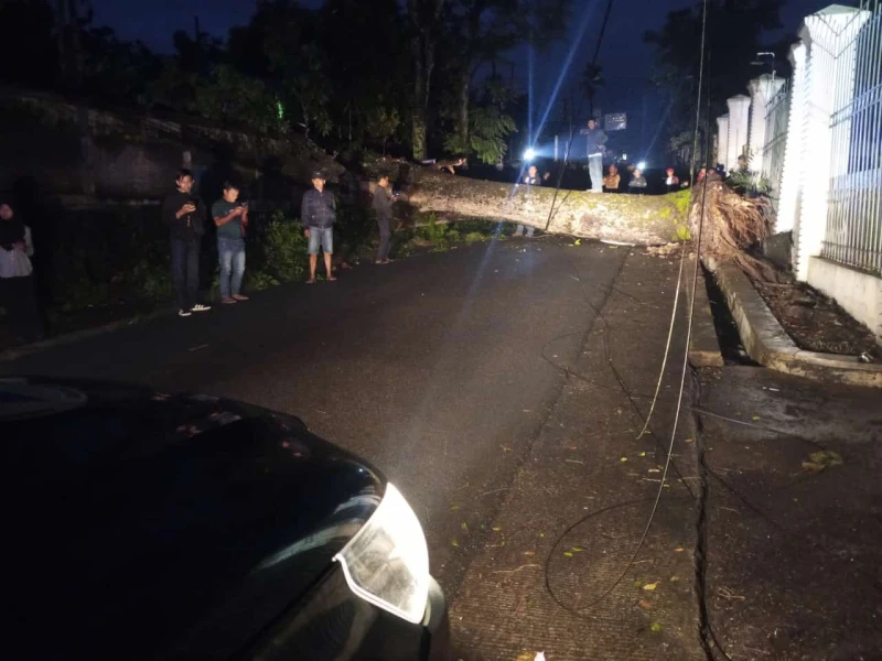 Pohon Besar di Depan Kantor Cabang Pendidikan Wilayah V Jabar, Kab.Sukabumi Tumbang Usai Dihempas Angin Kencang
