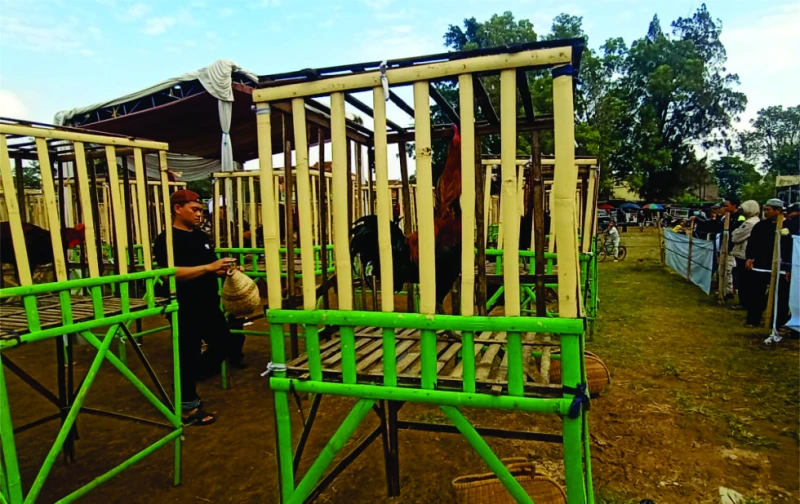 Ratusan Ayam Pelung dan Bonsai Ikuti Kontes "Pakutandang Cup 1"