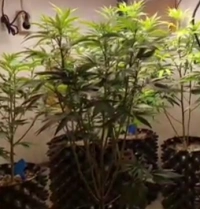 Satres Narkoba Polrestabes Bandung Gerebek 'Kebun' Ganja di Dalam Rumah di Cilengkrang